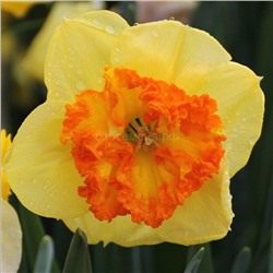 Нарцисс Берлин 12/14 2шт СдС