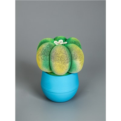 УЦЕНКА Растущий подарок травка Экоживчик «Кактус Астрофитум» МИКС