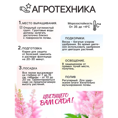 Астильба Арендса Weisse Gloria многолетник, корневище в торфогрунте, р-р II, 2 шт.