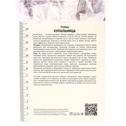 Купальница гибридная Чеддар, р-р I, 1 шт.