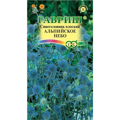 Синеголовник Альпийское небо (Гавр)