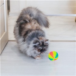 Мячик светящийся для собак «Цирковой», TPR, 6.5 см, микс цветов