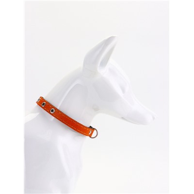 Ошейник, 30.5×1.2 см, ОШ 20-27 см, однослойный, неукрашенный, на фетре, кожа, оранжевый