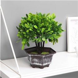 Бонсай в горшке «Листья фикуса», 11×21 см