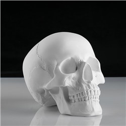 Гипсовая фигура анатомическая: «‎ЧЕРЕП анатомический», 14.5×22×16.5 см