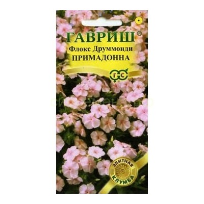 Флокс Примадонна (Гавр)