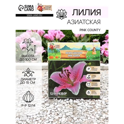 Лилия Азиатская Pink County, луковица в пакете с перфорацией, р-р 12/14, 3 шт.