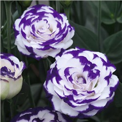 5204D Эустома Супер Мэджик F1 Капри Блю Пикоти 5шт