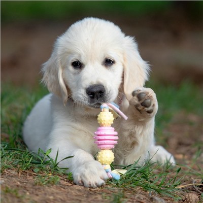 Игрушка жевательная Пижон Premium на верёвке, 3 элемента, термопластичная резина, МИКС