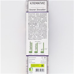 Клематис крупноцветковый Виолет Элизабет 1 шт., туба, Весна 2026
