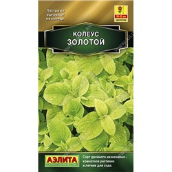 Колеус Золотой (Аэлита)