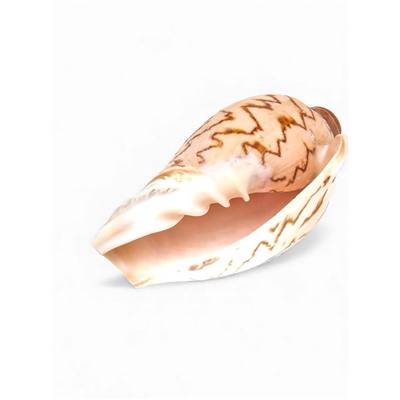 Ракушка декоративная, 6-7 см