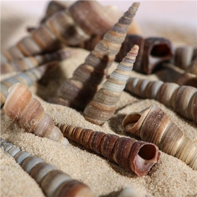 Набор ракушек, 3 - 5 см, 100 г