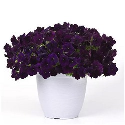 5240D Петуния Изи Вейв Неви Велюр 5шт