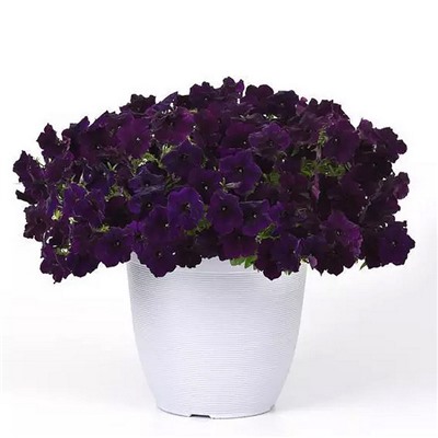 5240D Петуния Изи Вейв Неви Велюр 5шт