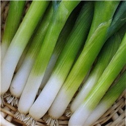 5035D Лук батун Лонг Токио 1гр