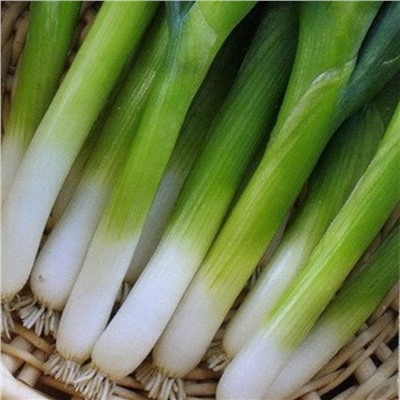 5035D Лук батун Лонг Токио 1гр