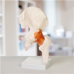 Анатомическая модель «Макет тазобедренного сустава», 24×11×11 см