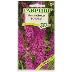 Буддлея Розовая видовая (Код: 10443)