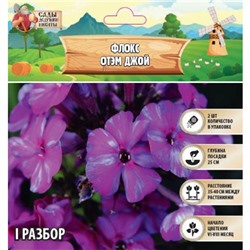 Флокс "Отэм Джой" р-р I, 2 шт, Весна 2025