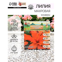 Лилия Махровая Scoubidou, луковица в пакете с перфорацией, р-р 12/14, 2 шт.