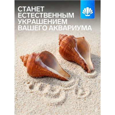 Ракушка декоративная, длина 5-6 см, ширина 4 см