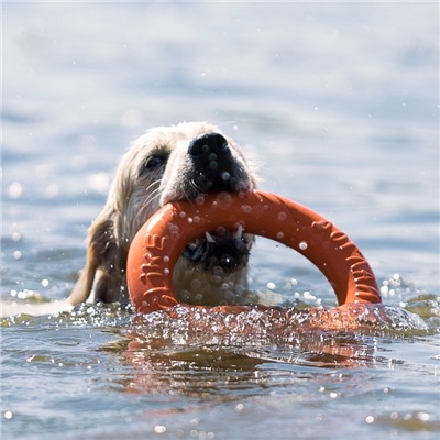 Кольцо «ДогЛайк» d=2611, 8-мигранное, большое, d=30.5 см, оранжевое