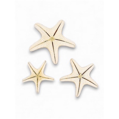 Набор из 3 морских звезд, размер 5-7 см, 7-10 см, 10-12 см, белый