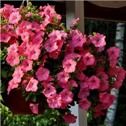 5180D Петуния ампельная Изи Вэйв Роузи Дон 5шт