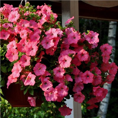 5180D Петуния ампельная Изи Вэйв Роузи Дон 5шт