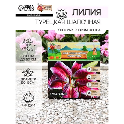 Лилия Турецкая шапочная "Spec.Var. Rubrum Uchida", р-р 12/14, 2 шт.