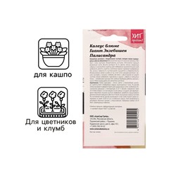 Семена цветов Колеус блюме "Гиант Экзебишен Палисандра", 10 шт