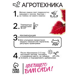 Семена Цветов Колеус «Визард Скарлет», 10 шт., «Агроуспех»