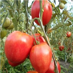 7114Т Томат Знаменитая клубника миссис Шлаубах 10шт