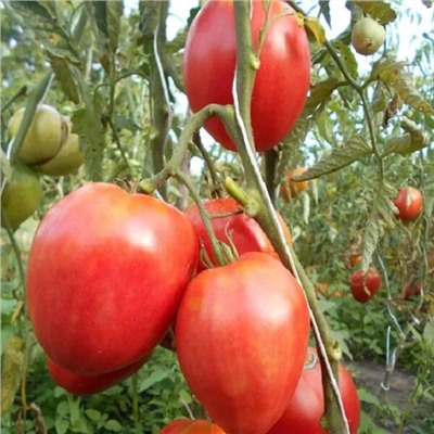 7114Т Томат Знаменитая клубника миссис Шлаубах 10шт