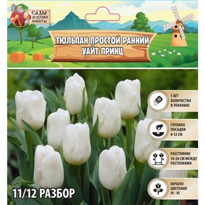 Тюльпан простой ранний Уайт Принц, р-р 11/12, 5 шт, Весна 2025