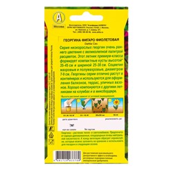 Семена цветов Георгина Фигаро махровая фиолетовая , Ц/П,7 шт.
