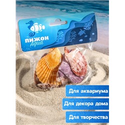 Набор ракушек Пектен Вексиллум средние, 4 - 6 см, 100 г