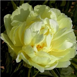 Пион травянистый Голд Майн 1шт СдС