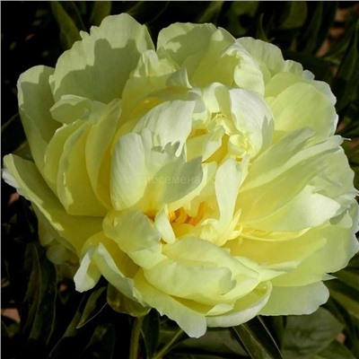 Пион травянистый Голд Майн 1шт СдС