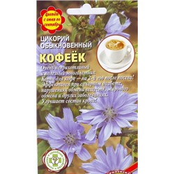 Цикорий Кофеек обыкновенный (Аэлита)