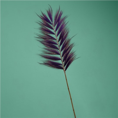 Сухоцвет на бамбуковом стебле, 250 см, фиолетовый