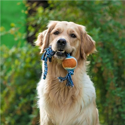 Игрушка тренировочная канатная, до 125 г, до 45 см, с мячом, цвет МИКС