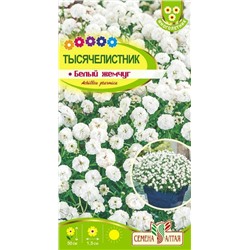 Тысячелистник Белый жемчуг (Алтай)