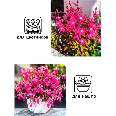 Семена цветов лобелия «Розамунда», 5 шт.