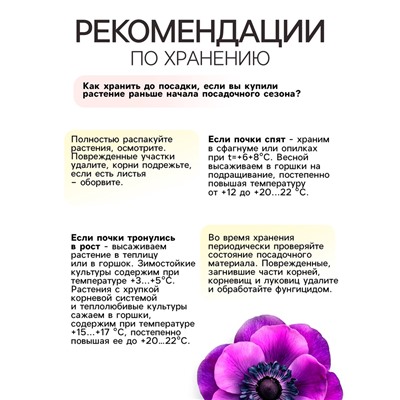 Анемона корончатая «Биколор», многолетник, луковица, р-р 4/5, 10 шт.