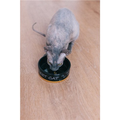 Миска керамическая «Черный кот» 300 мл - 12.5×12.5×4.5 см, черная/жёлтая