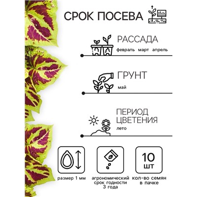 Семена цветов Колеус «Визард», мозаика, «Семена Алтая», цветной пакет, 5 шт.