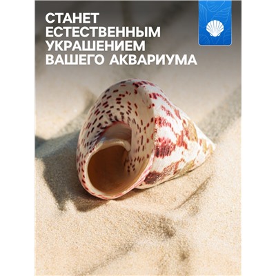 Ракушка декоративная полированная, 3-5 см