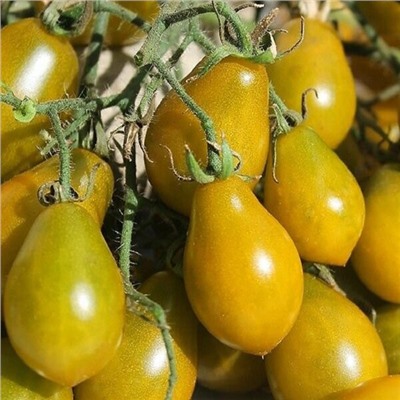 7096Т Томат Янтарные клавиши 10шт